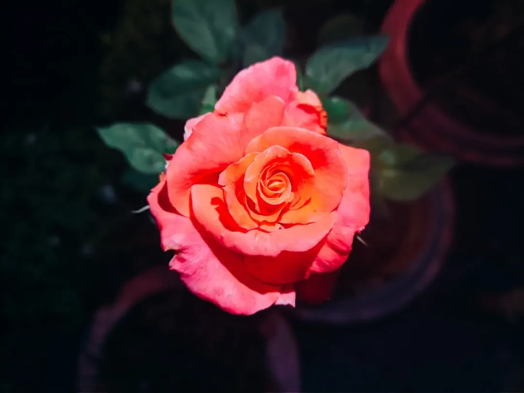 Lợi ích sức khỏe của sim