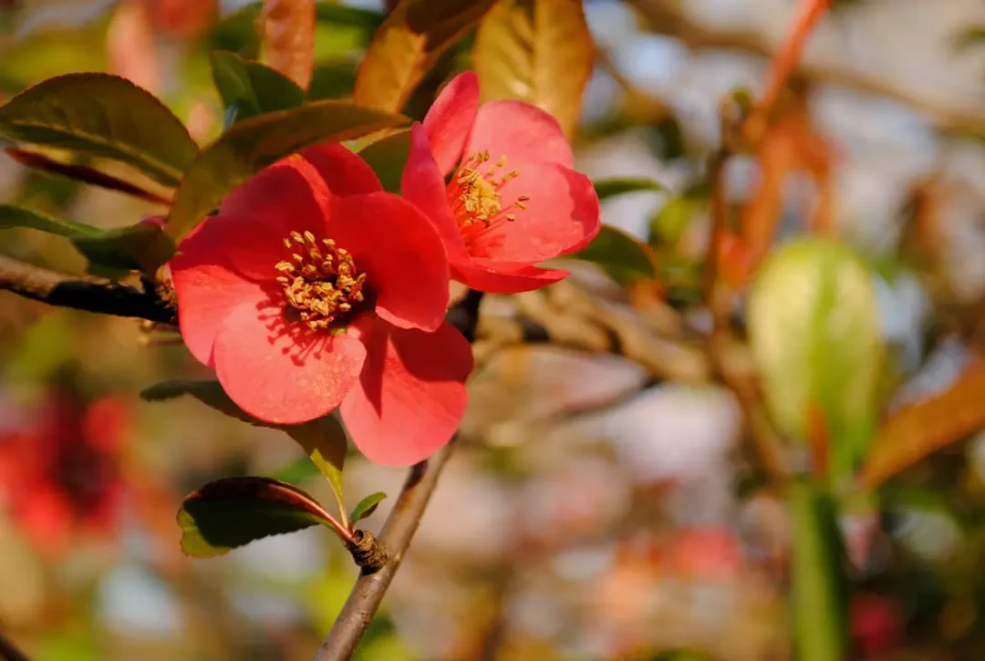 Trái Sơn Trà – Nguồn Gốc, Dinh Dưỡng, Lợi Ích & Ứng Dụng