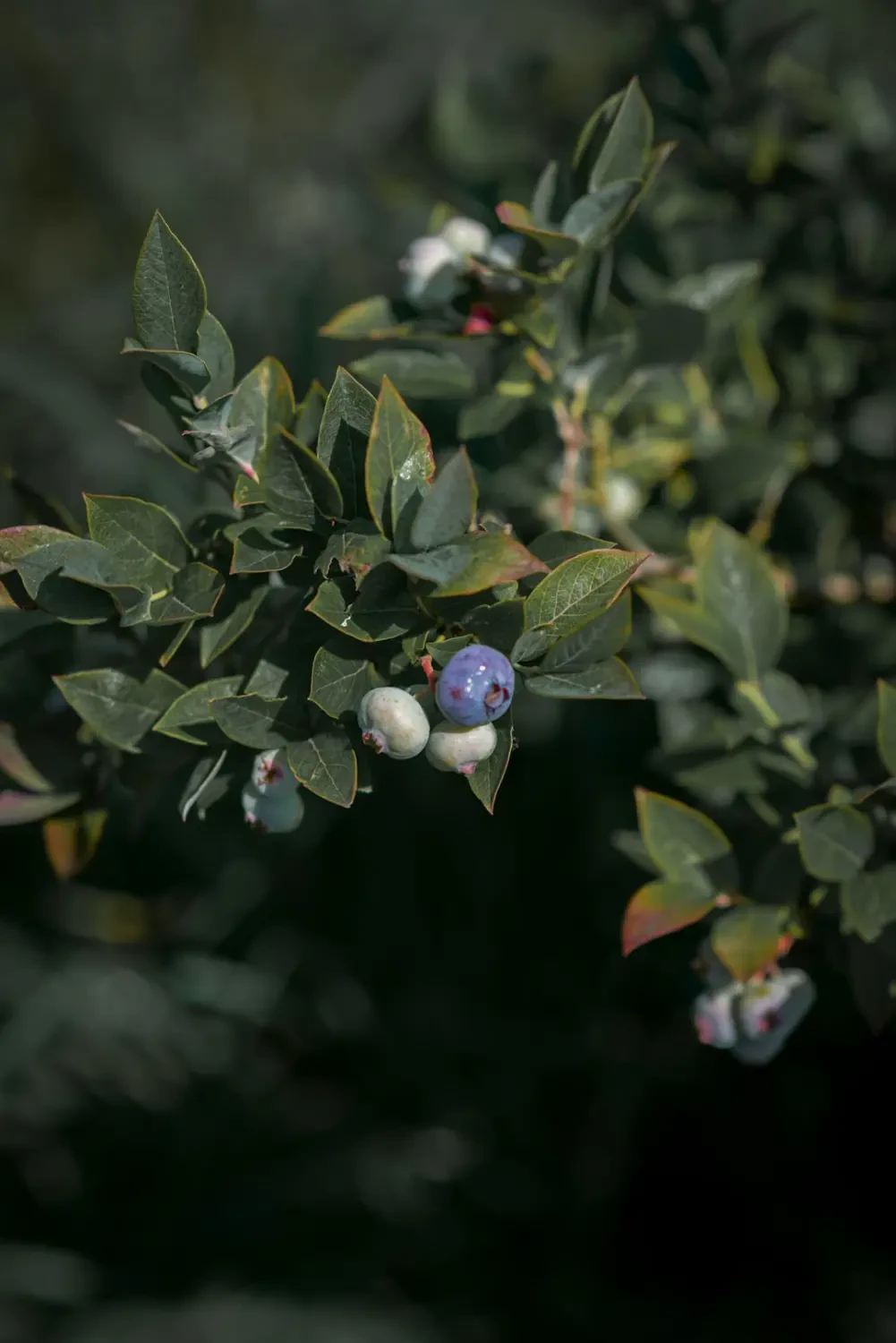 Các món ăn và cách chế biến hấp dẫn từ Việt quất đen