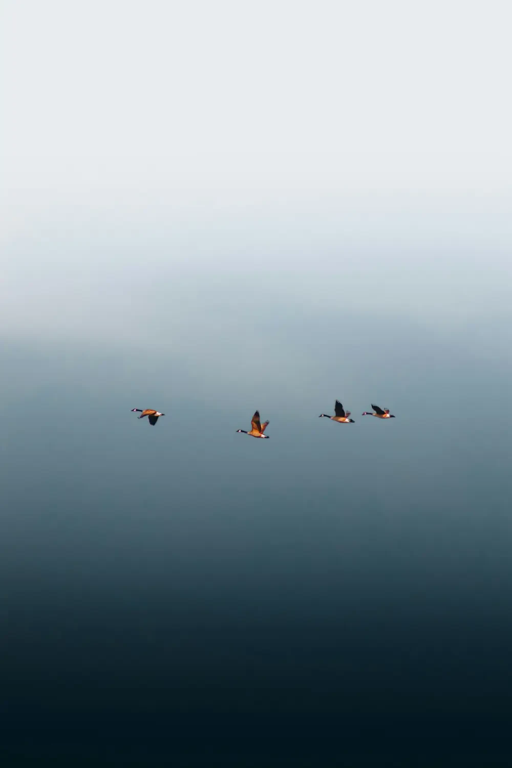 Voavanga – Nguồn Gốc, Dinh Dưỡng, Lợi Ích & Ứng Dụng