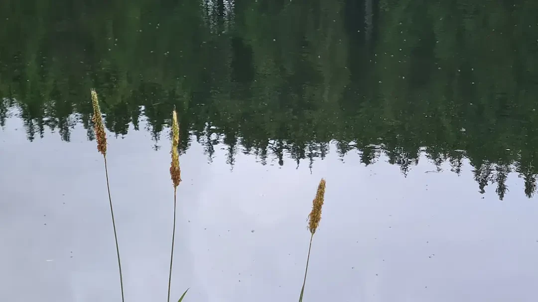 Voavanga cắt lát và hạt bên trong