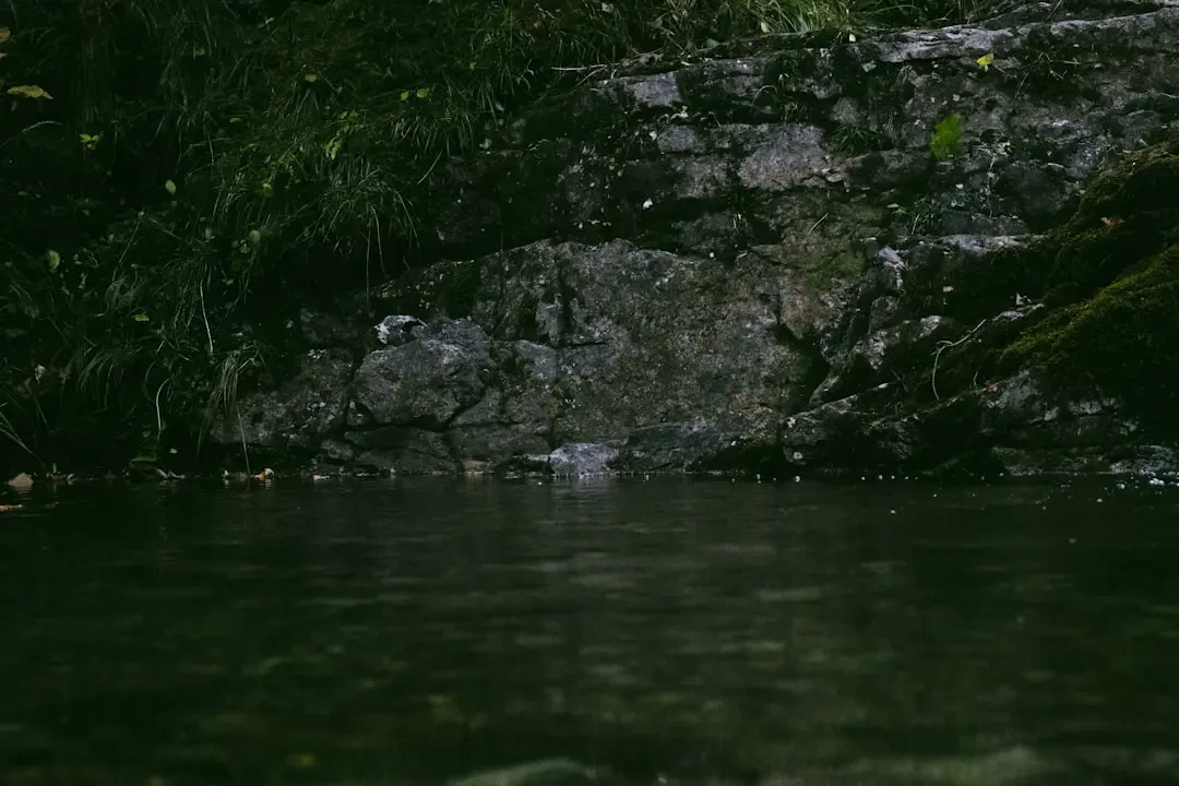 Những trái Voavanga tươi ngon trên cành