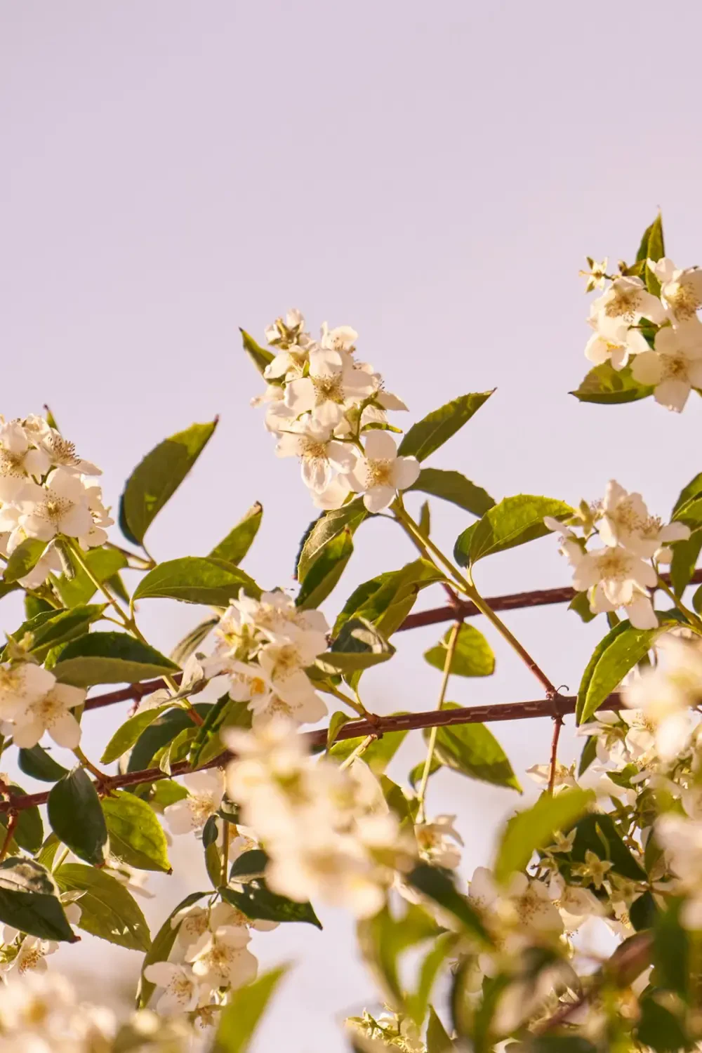 Lý chua trắng trên cành