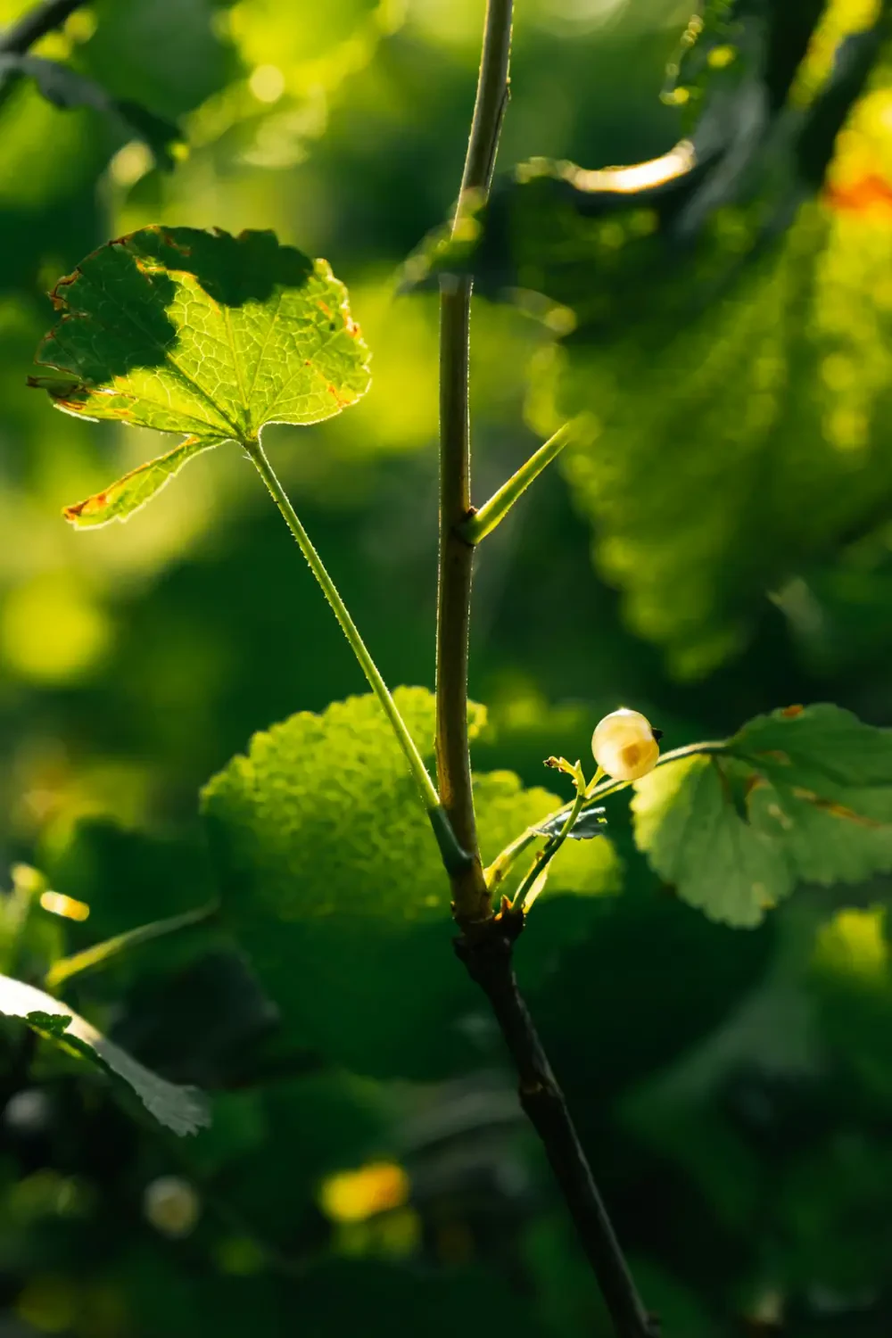 Lý chua trắng tươi mới