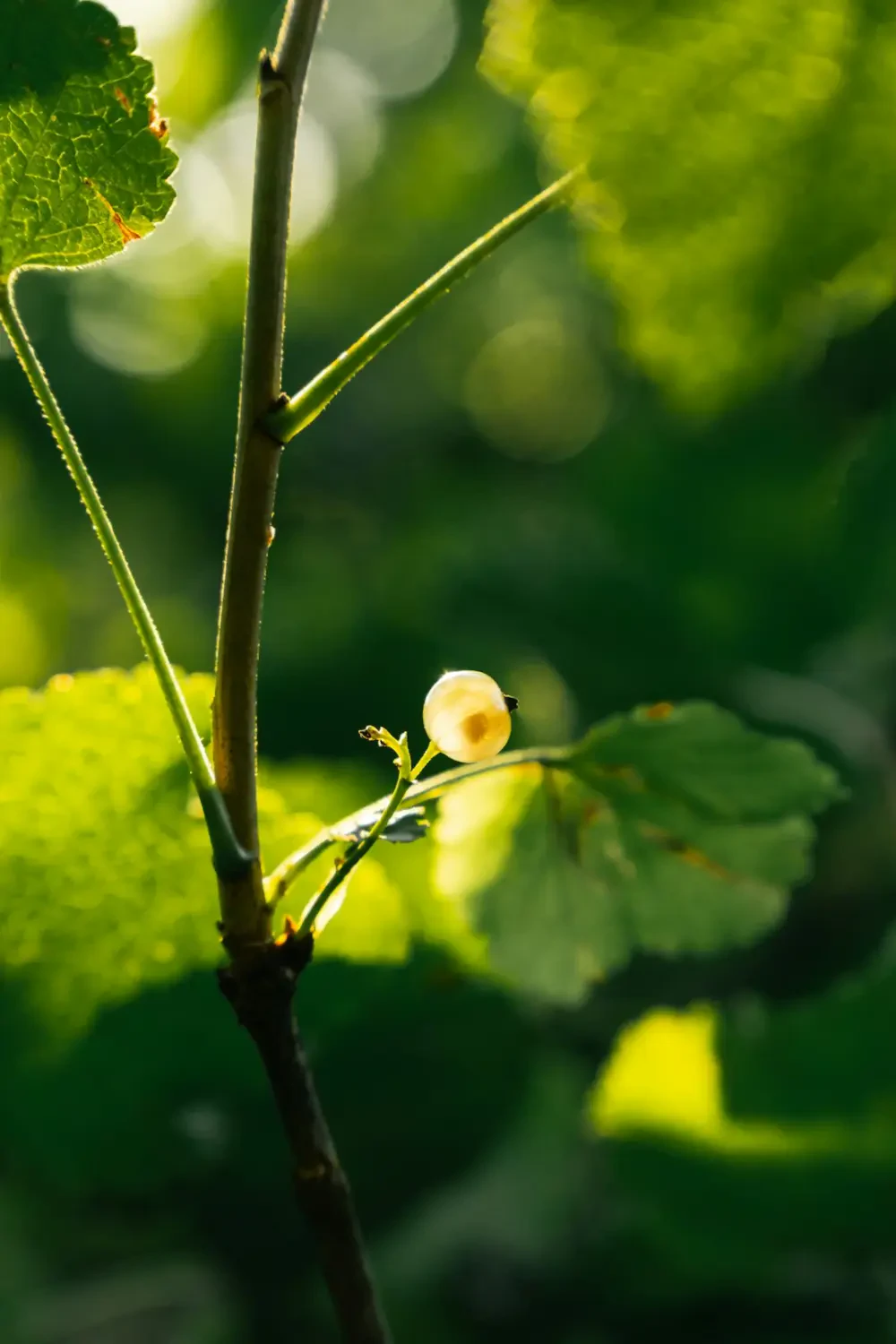 Chùm lý chua trắng