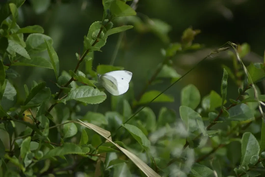 White sapote – Nguồn Gốc, Dinh Dưỡng, Lợi Ích & Ứng Dụng