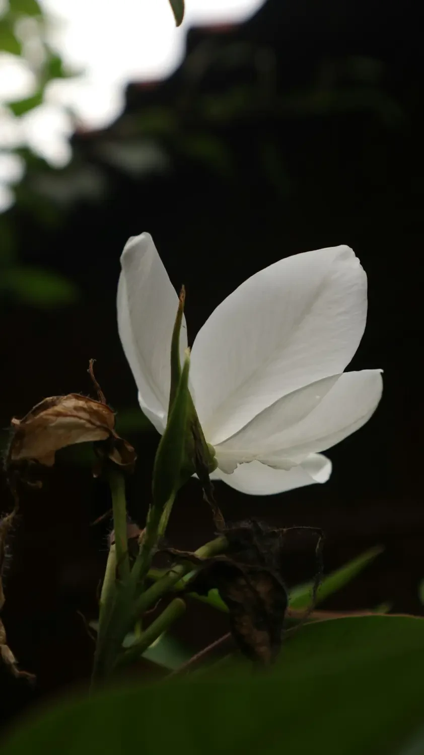 White sapote cắt lát dinh dưỡng