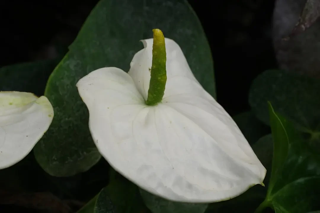 Món ăn từ White sapote