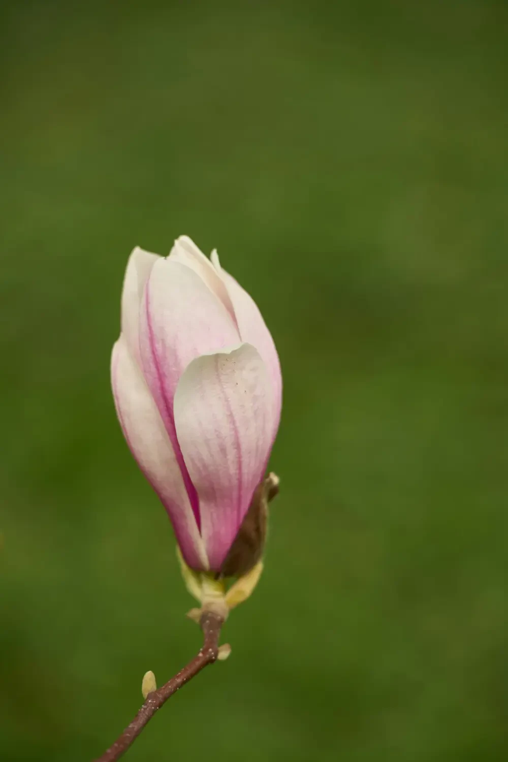 Mâm ngũ quả có thanh long vàng