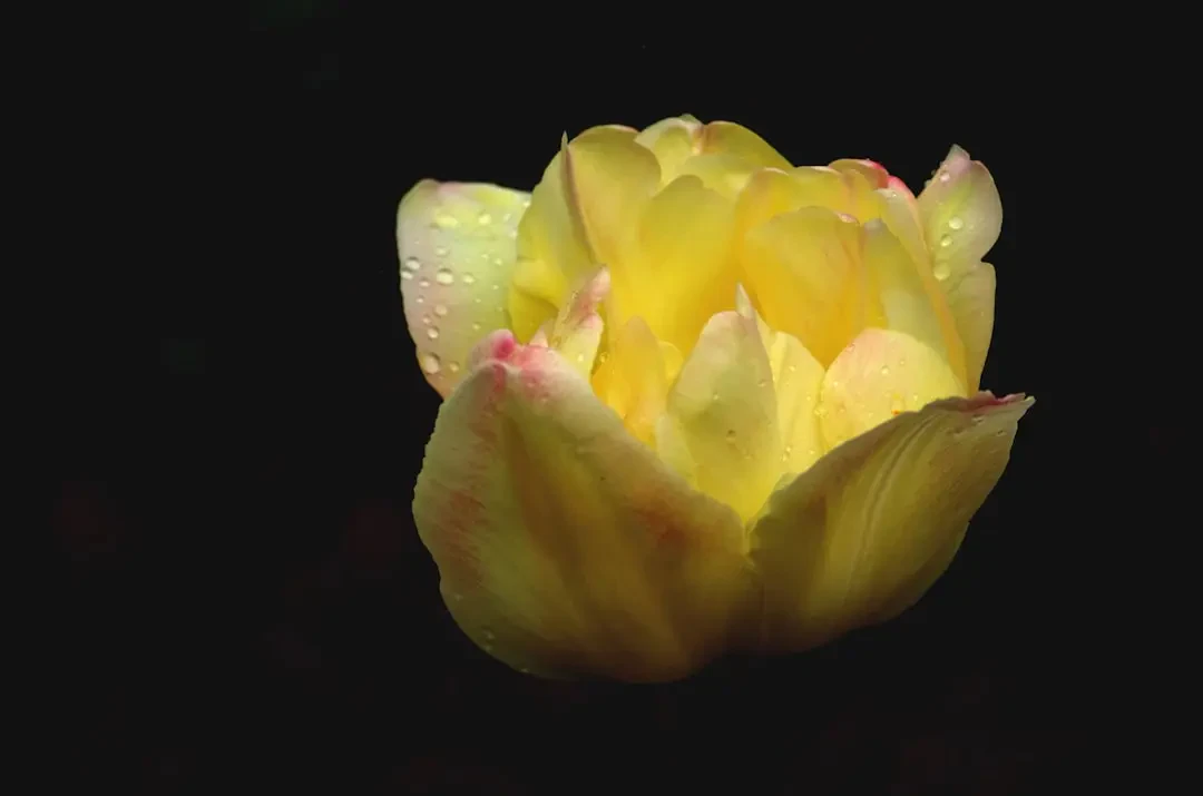 Thanh long vàng tươi ngon tại Hadi Garden