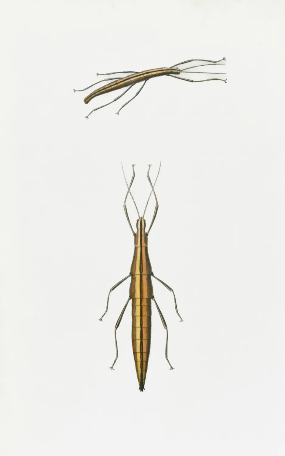 Ziziphus variants – Nguồn Gốc, Dinh Dưỡng, Lợi Ích & Ứng Dụng