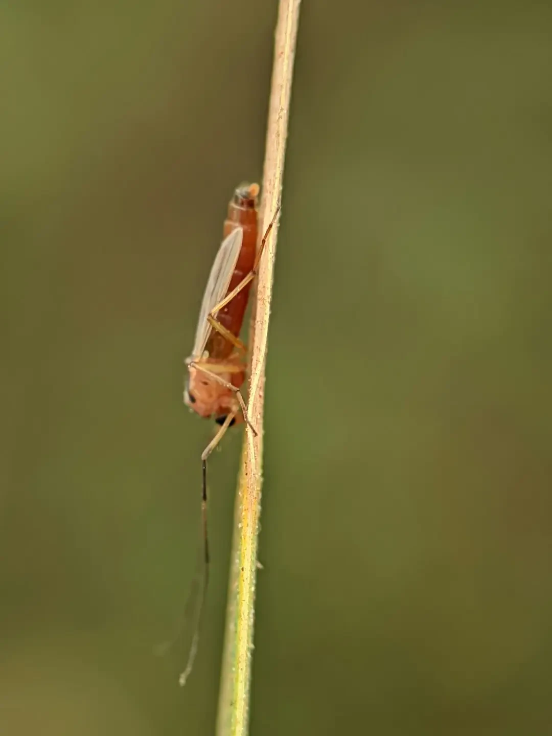 Lợi ích sức khỏe của Ziziphus variants