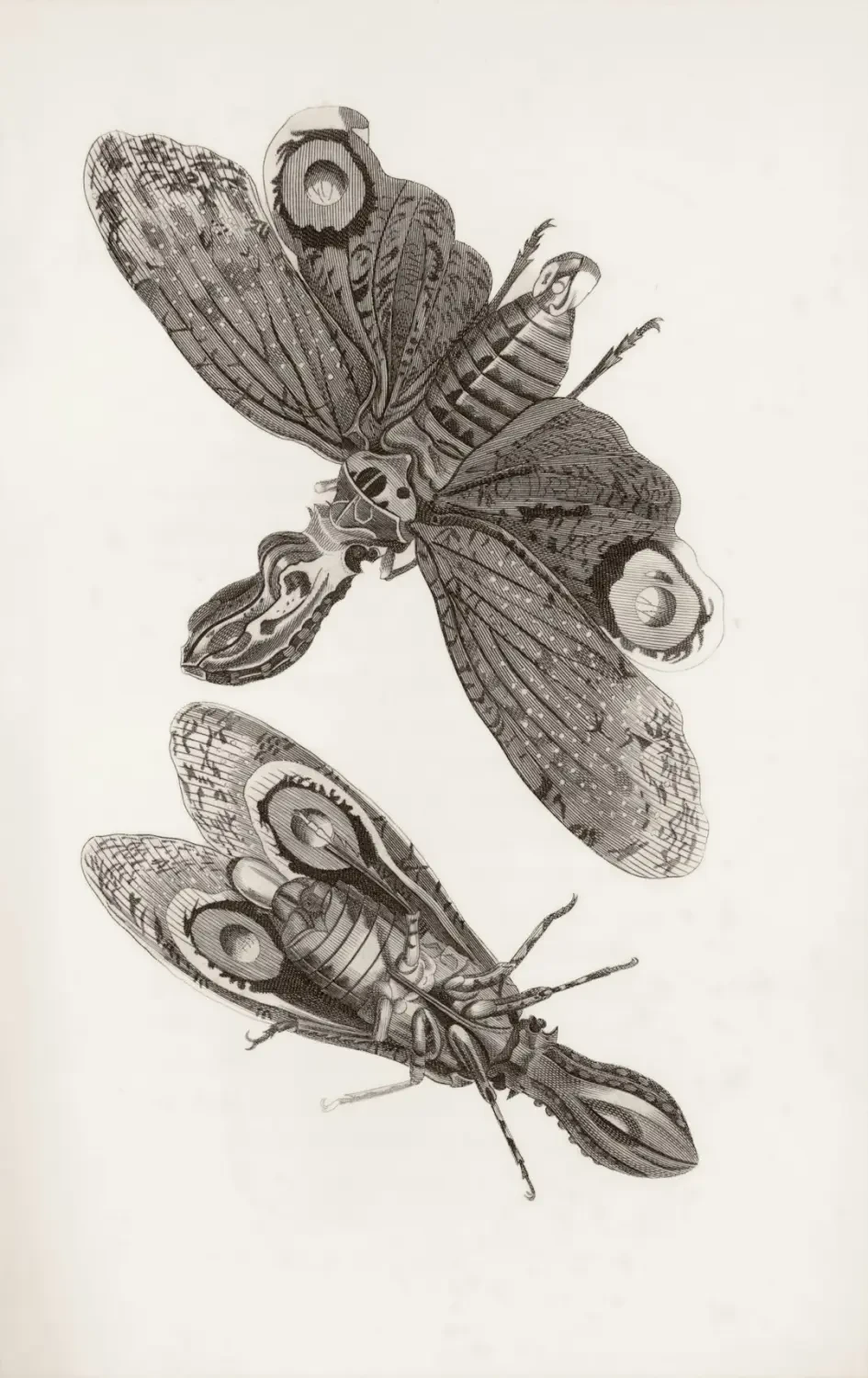 Ý nghĩa và biểu tượng của Ziziphus variants