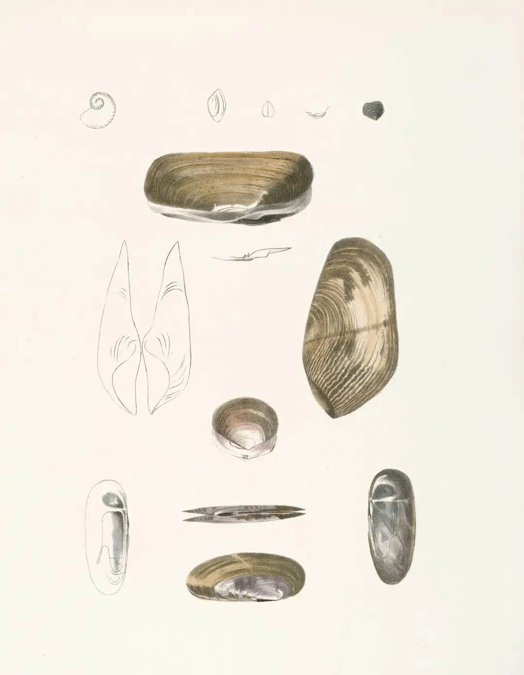 Ưu điểm và hạn chế của Ziziphus variants