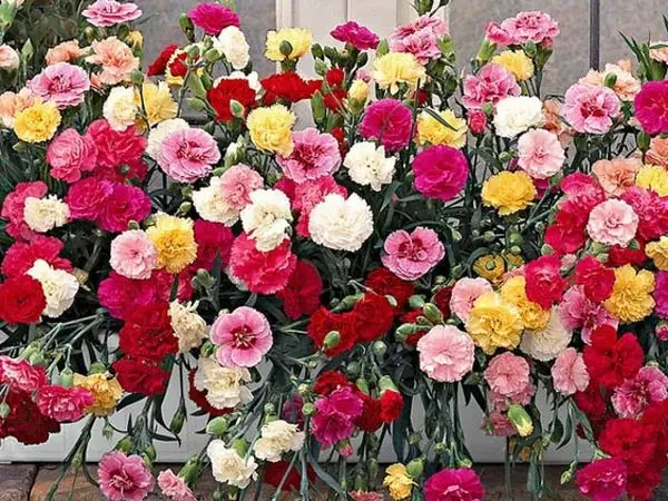 cắm hoa chúc mừng