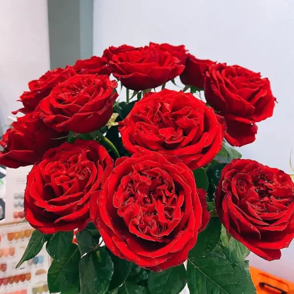 Nghệ Thuật Tặng Hoa: Bí Kíp Chọn Hoa Tinh Tế Gửi Trọn Yêu Thương