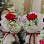 Hoa Mẫu Đơn Hồng Phấn Sang Trọng